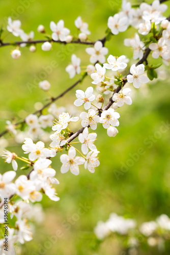 Blossoming cherry tree. Spring time. Sunny day. Spring wallpaper. Selective focus.