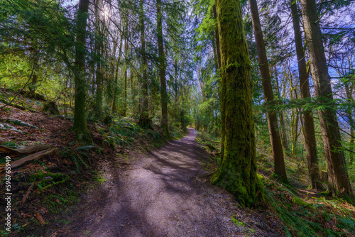 Mossy trees during early Spring, on Transcanada forest trail near Simon Fraser University, BC, Canada. photo