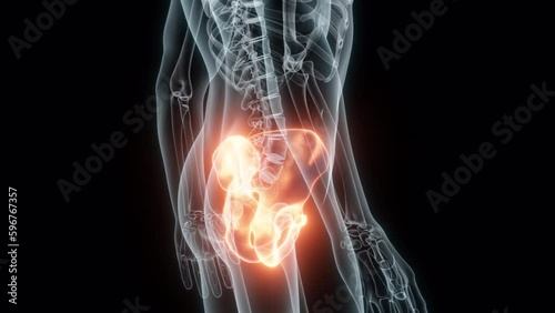 3D rendering of a medical animation of the pelvis. X-ray of the human pelvis.