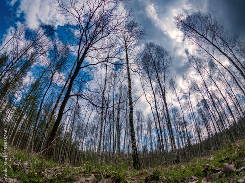 Polskie lasy © Iwona