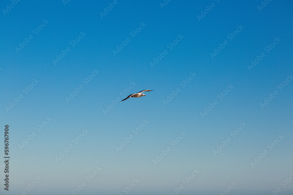 seagulls flying over the sea and under the blue sky