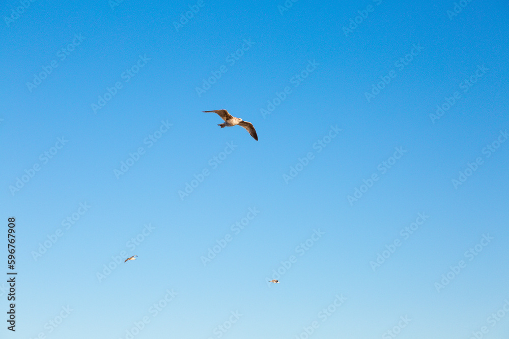 seagulls flying over the sea and under the blue sky seagulls flying over the sea and under the blue sky