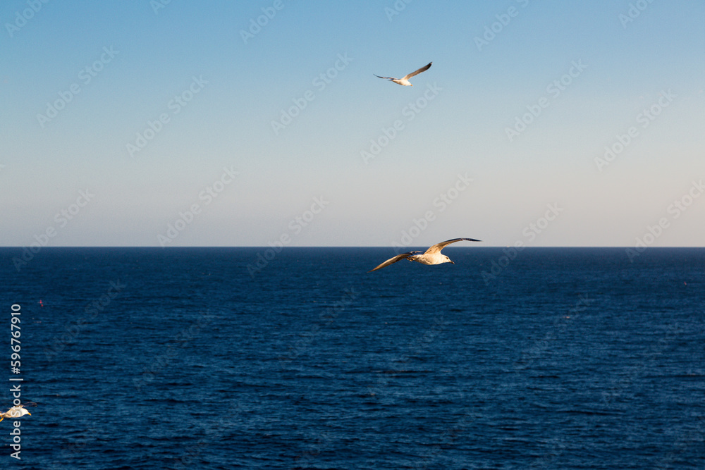 Fototapeta premium seagulls flying over the sea and under the blue sky