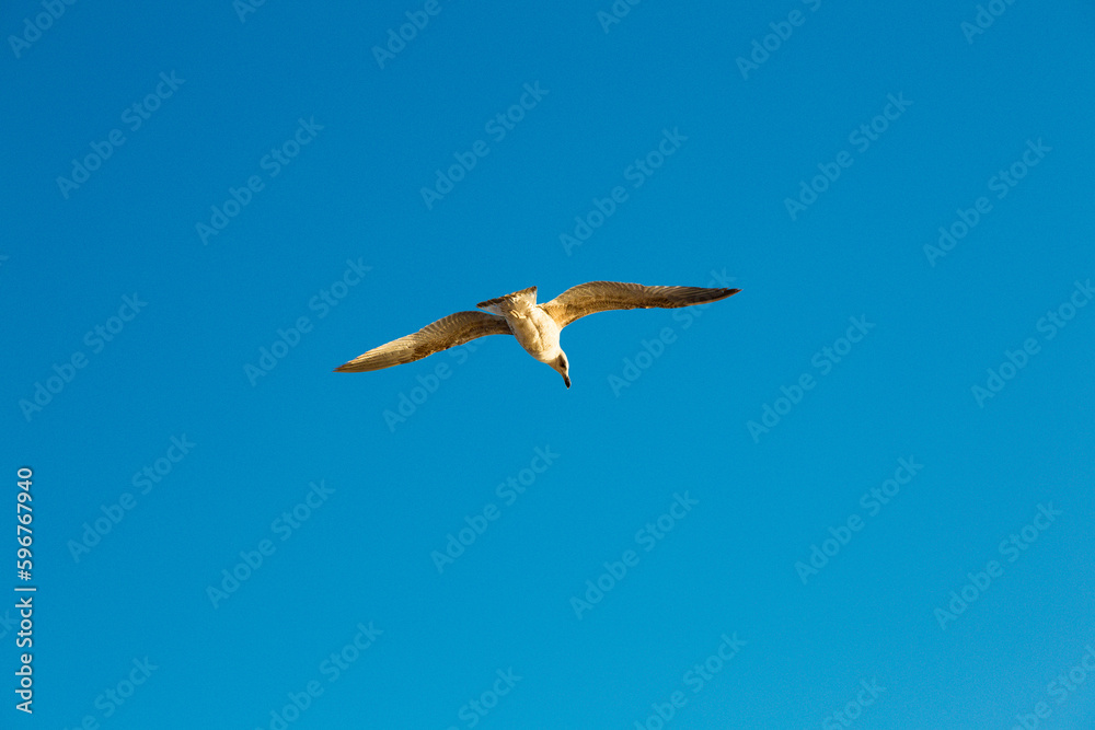 Obraz premium seagulls flying over the sea and under the blue sky