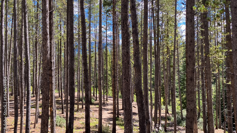 path through the pine trees of the forest path through the pine trees of the forest
