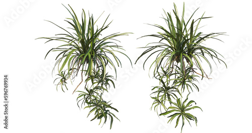 Various kinds of fern in the garden on transparent background