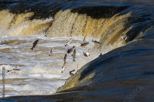 Fishes go for spawning upstream. Vimba jumps over waterfall on the Venta river  Kuldiga  Latvia.