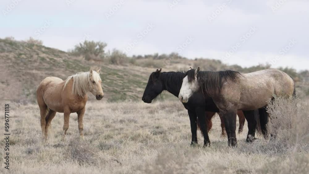 Horses from the South group of the Onaqui wild horse herd in the West desert of Utah. Horses from the South group of the Onaqui wild horse herd in the West desert of Utah.