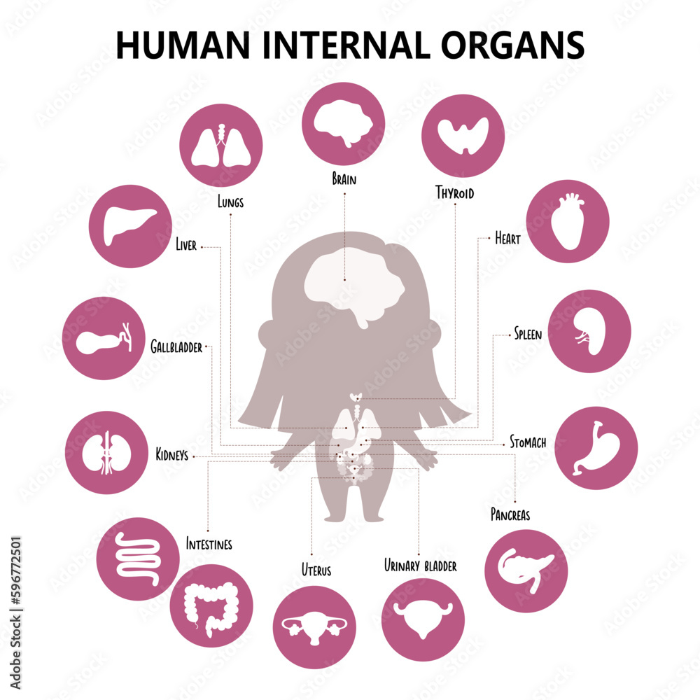 Anatomy human body. Infographic with girl and visual structure internal