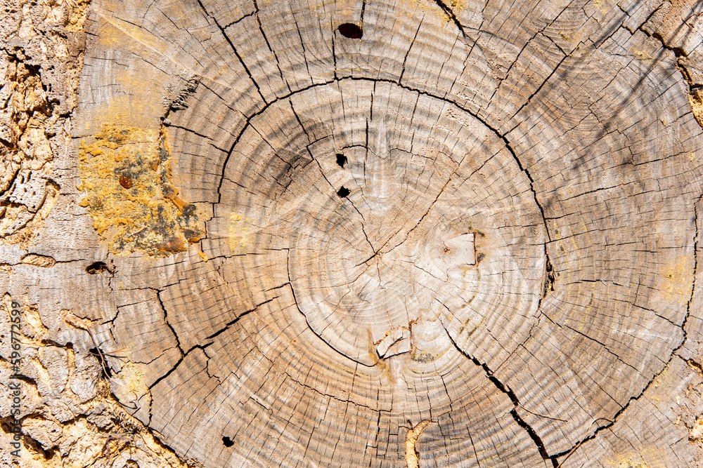 Naklejka premium Vista del corte del tronco de un viejo árbol, textura