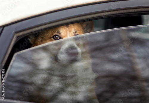 cute sad dog sits in a closed car and looks out through a crack in a closed w...