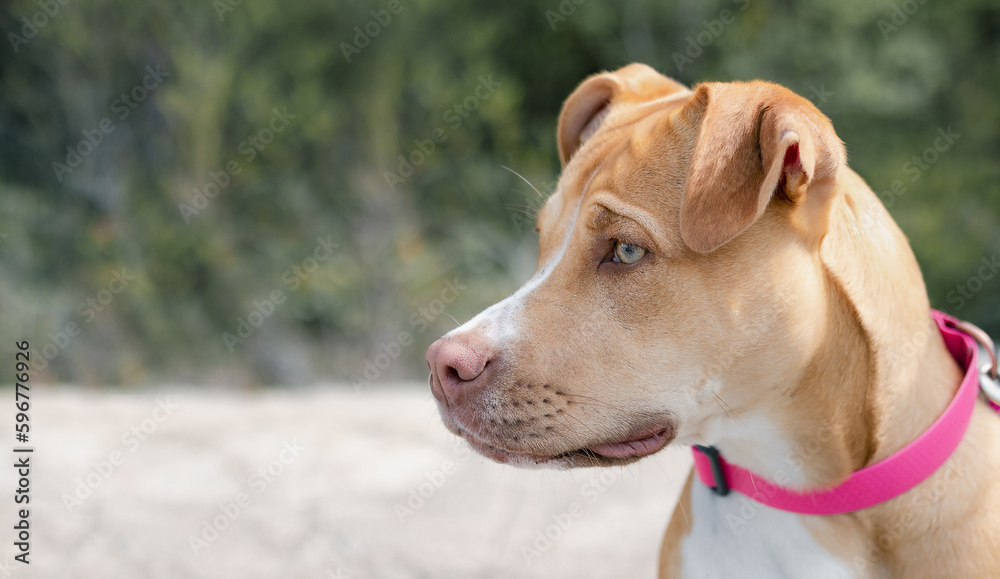 Side view of dog with defocused nature background. Large puppy dog looking at something with intense and focused body language. 7 months old, female Boxer Pitt mix, fawn or tan color. Selective focus.