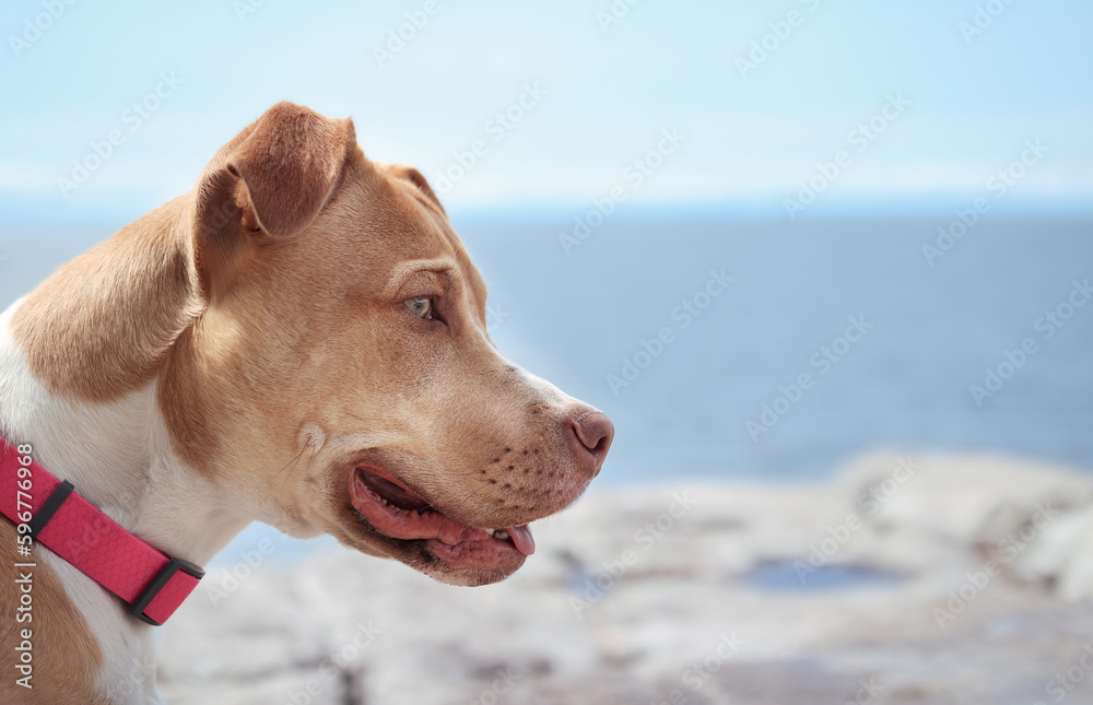Large dog in front of ocean or lake. Side view of curios puppy dog looking at something intense on hike along the shore. 7 months old, female Boxer Pitt mix, fawn or tan color. Selective focus. Large dog in front of ocean or lake. Side view of curios puppy dog looking at something intense on hike along the shore. 7 months old, female Boxer Pitt mix, fawn or tan color. Selective focus.