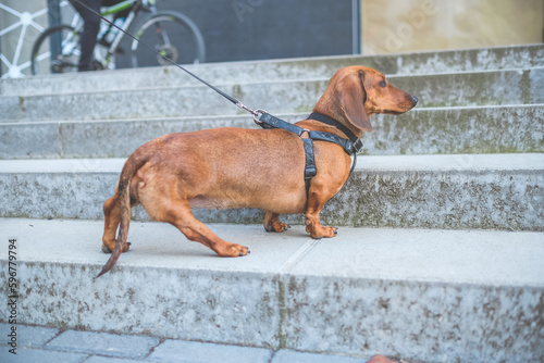 Small dog climbing on the stairs at the city © Davor