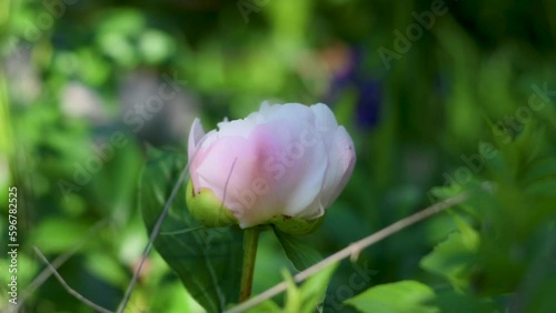 芍薬の花