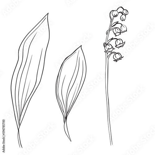 Collection set of lily of the valley flower and leaves drawing illustration. for pattern, logo, template, banner, posters, invitation and greeting card design. Vector