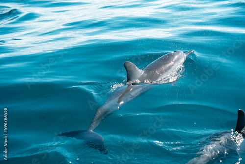 Spinner dolphin swimming alongside snorkeling tour boat in Kauai, Hawaii © Zachary