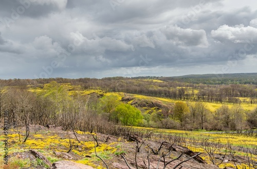 la nature qui reprend vie après l'incendie
