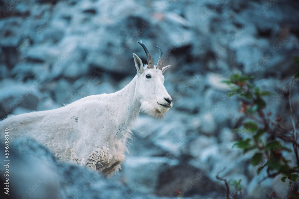 Mountain goat in the Cascade mountain range in Washington state. Pacific Northwest. Mountain goat in the Cascade mountain range in Washington state. Pacific Northwest.