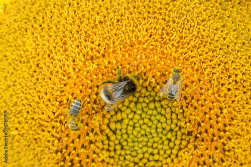 Two Honey bee and bumblebee, pollinating sunflowers close up looking for nectar on the yellow flower