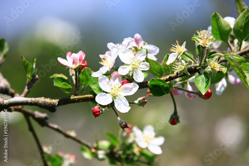 Apple blossoms with soft background close-up of white with pink Apple flowers blooming in the plantation