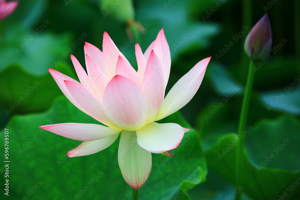Lotus flower and bud with green leaves,close-up of beautiful pink with white lotus flower blooming in the pond in summer Lotus flower and bud with green leaves,close-up of beautiful pink with white lotus flower blooming in the pond in summer