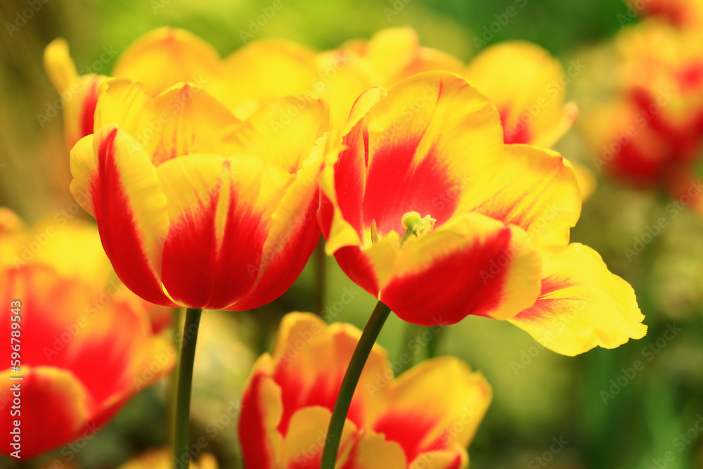 blooming colorful Tulip flowers,close-up of beautiful red with yellow Tulip flowers blooming in the garden
