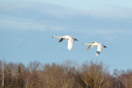 A pair of large and elegant white bird flying, whooper swan, Cygnus cygnus in flight over forest with spread wings 