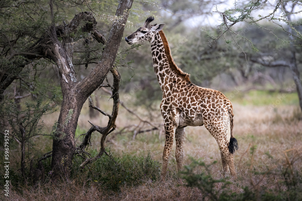 Obraz premium Wild majestic baby Maasai Giraffe eating leaves in the savannah in the Serengeti National Park, Tanzania, Africa 