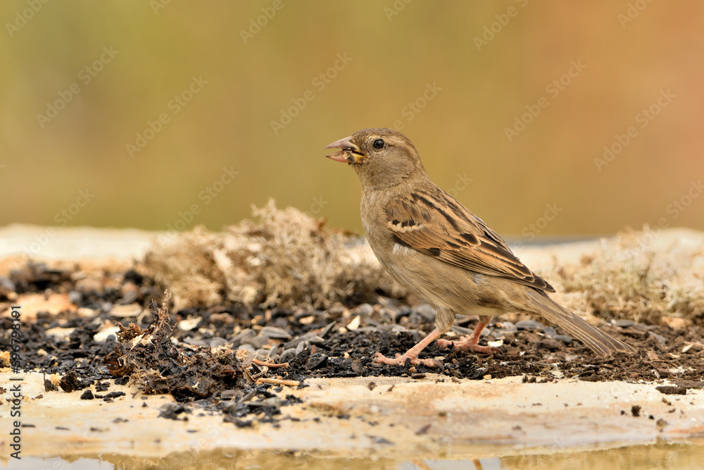 gorrión común hembra comiendo semillas (Passer domesticus) gorrión común hembra comiendo semillas (Passer domesticus)