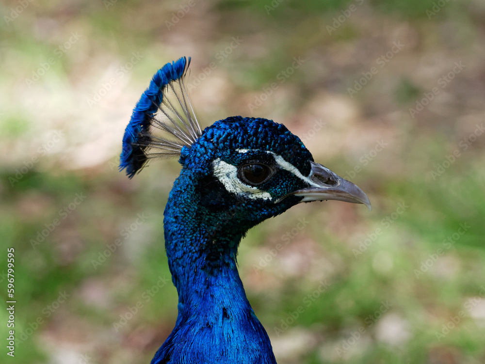 Portrait d'un paon