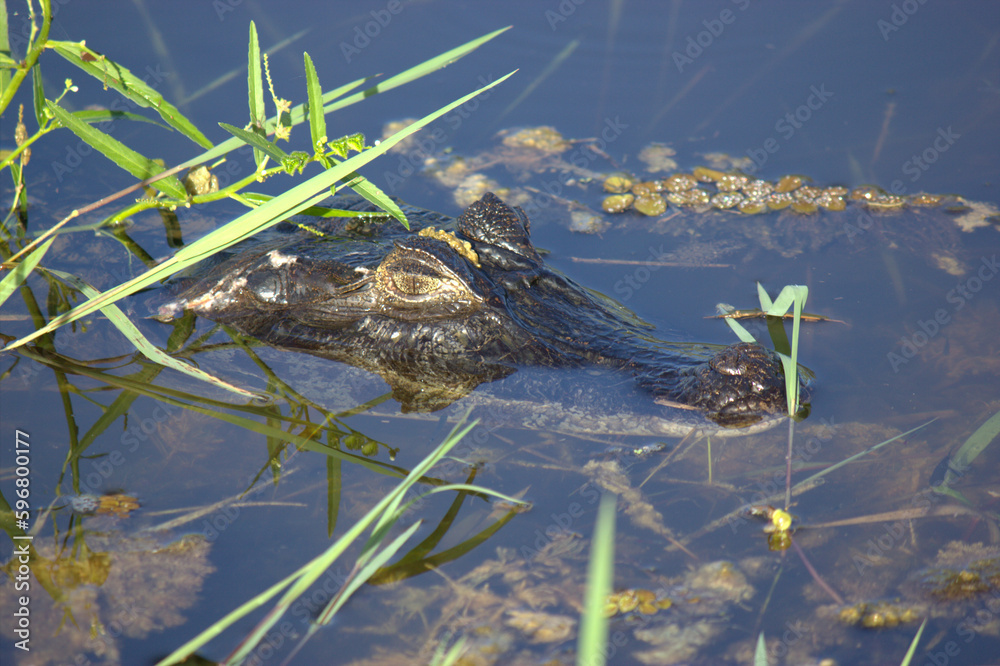 Caiman Alligator in Pantanal Marsh of Brazil Caiman Alligator in Pantanal Marsh of Brazil