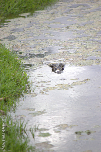 Caiman Alligator in Pantanal Marsh of Brazil