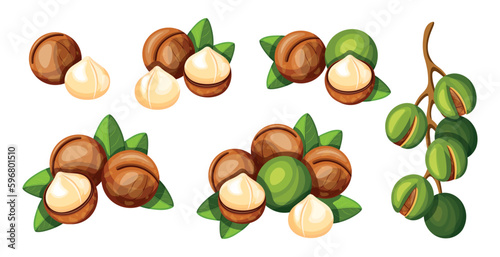 Set of delicious macadamia nuts in cartoon style. Vector illustration of colorful and tasty peeled and whole, large and small macadamia nuts with leaves isolated on white background. Healthy snacks.