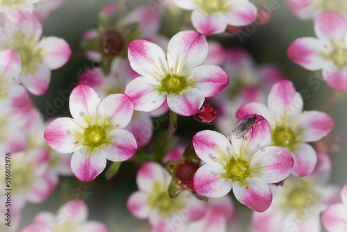 Detailed   naturtal closeup on the colorful white and pink Saxifrage flowers in the garden