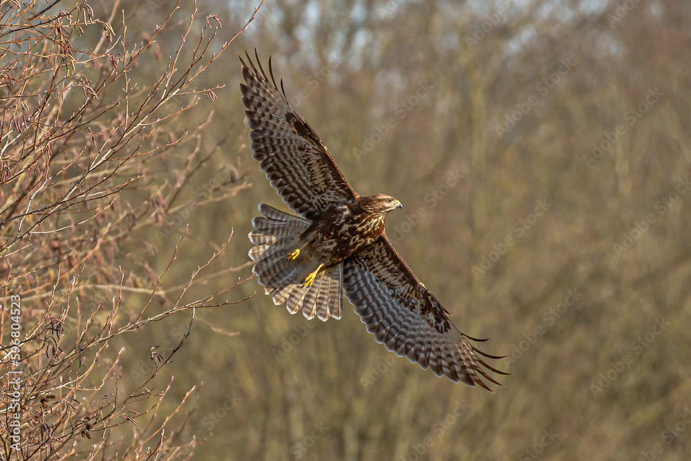 Obraz premium Buzzard flies on.