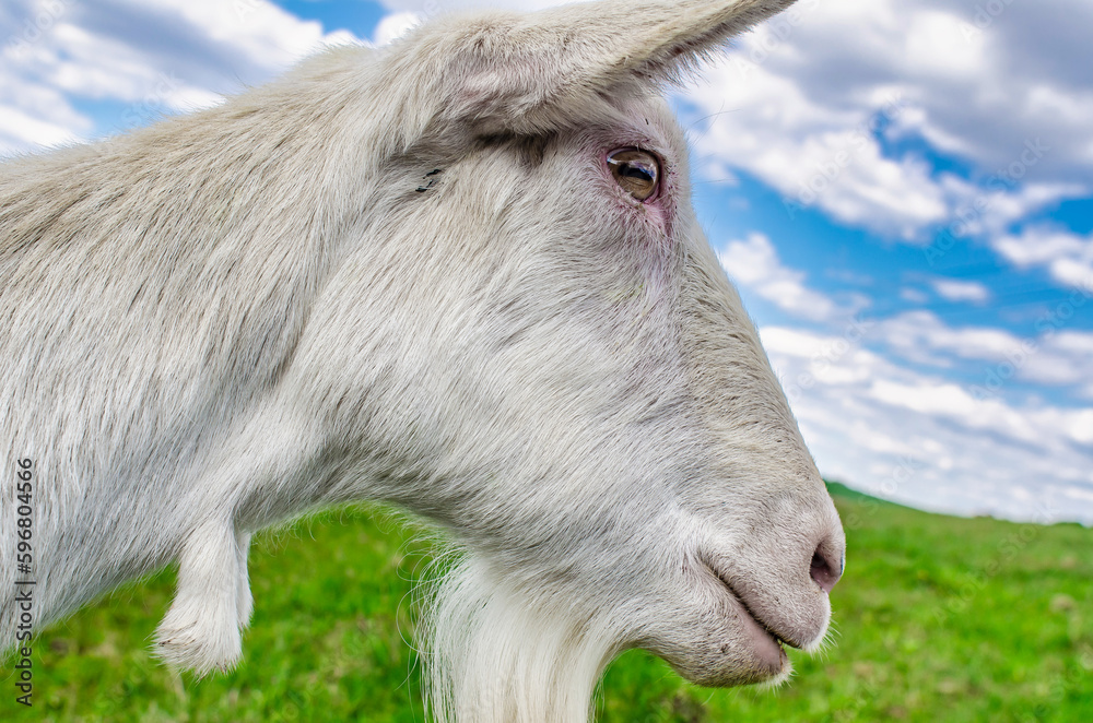 Obraz premium White domestic goat. Head close-up