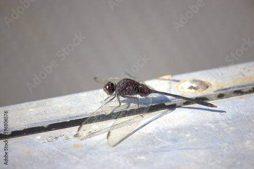 Dragonfly in Brazil's Pantanal Marshlands