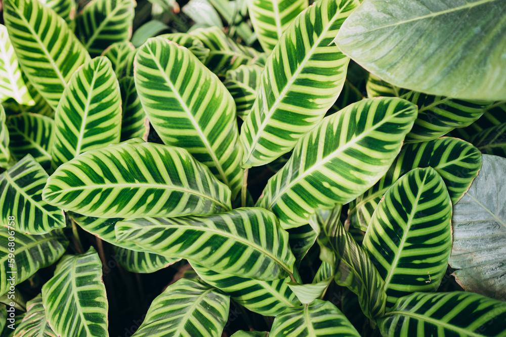 Calathea zebrina, variously striped, pin-stripe, or pin-stripe calathea plants leaves closeup. Beauty in tropical nature, banner for wallpaper