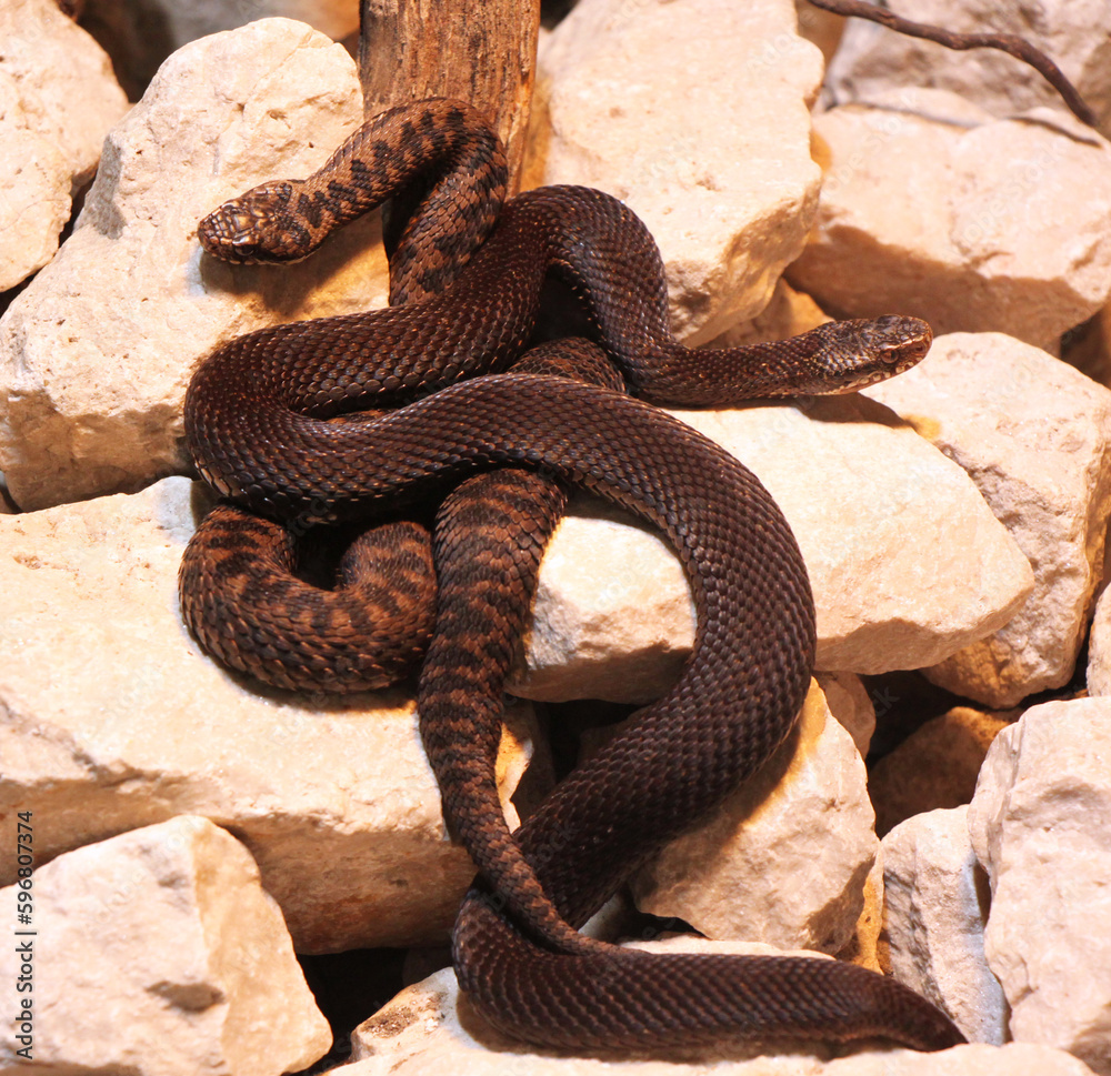 Obraz premium male and female common European viper couple, venomous snake