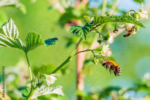 Bumblebee is in flight and the bee is on the flower. Insects pollinating raspberry flowers