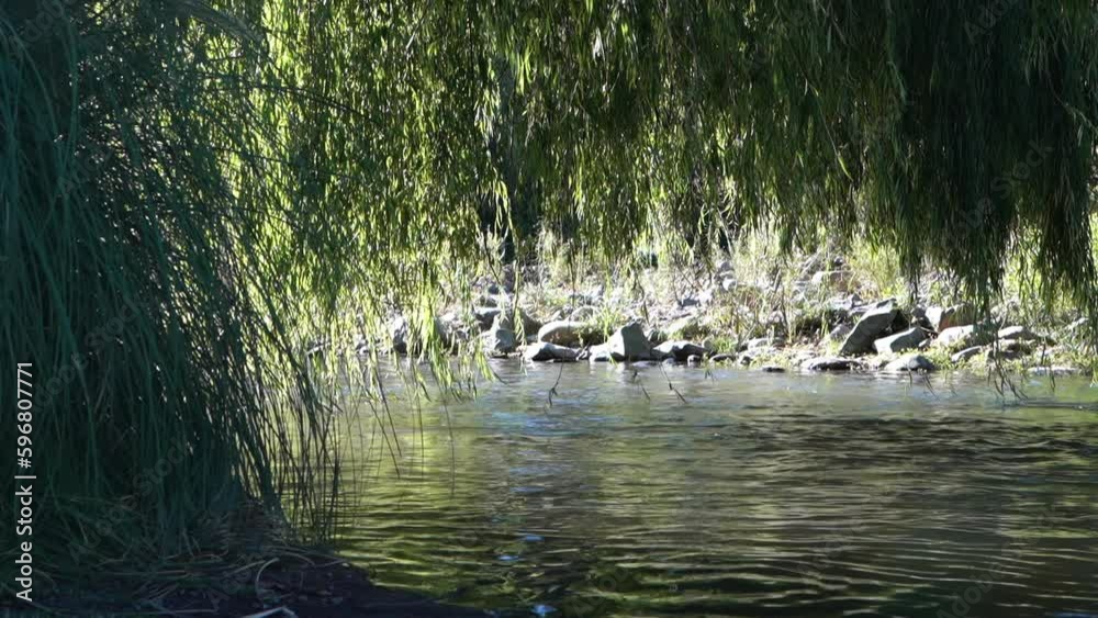tranquil scene down by the river with flowing water of a small creek under lush and green trees in the andes mountains of chile. tranquil scene down by the river with flowing water of a small creek under lush and green trees in the andes mountains of chile.