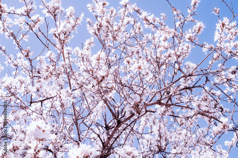 Blossoming branches with blooming white flowers of Bauhinia Variegata Alba, Orchid Tree, on a blue sky background. Camel´s foot plant, idea for wedding bouquet romantic floral arrangement. Blossoming branches with blooming white flowers of Bauhinia Variegata Alba, Orchid Tree, on a blue sky background. Camel´s foot plant, idea for wedding bouquet romantic floral arrangement.