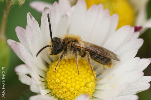Close-up on a male red-tailed mining bee, Andrena haemorrhoa sitting on a white Bellis perennis flower