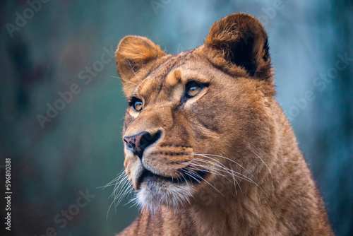 The lion of Berber predator face nad dangerous sight. photo