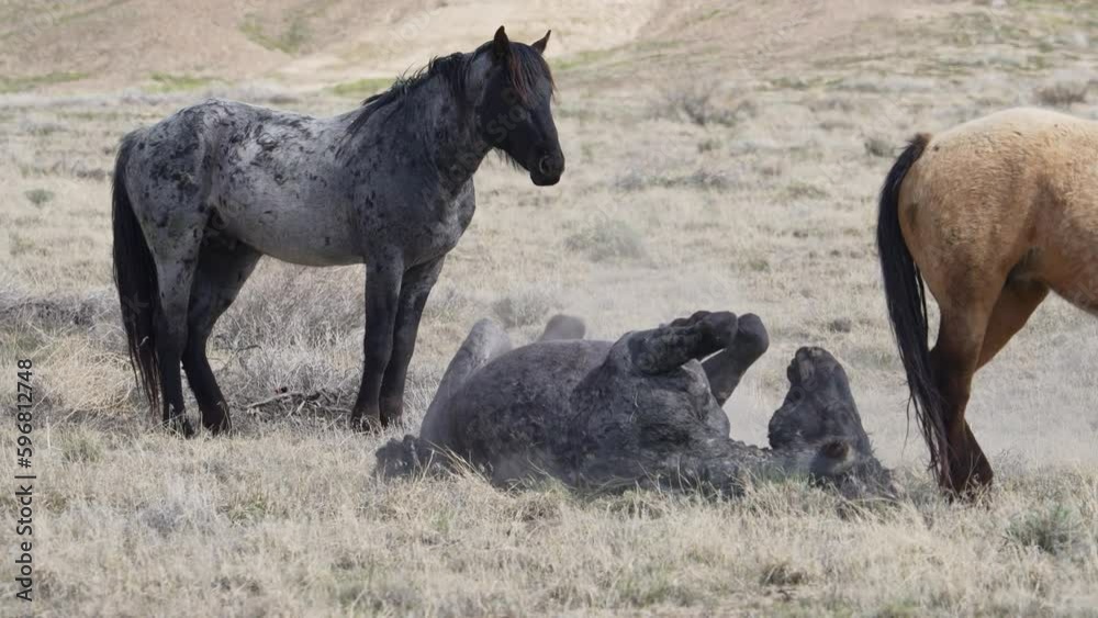 Horse rolling on the ground and kicking from the South group of the Onaqui wild horse herd in the West desert of Utah. Horse rolling on the ground and kicking from the South group of the Onaqui wild horse herd in the West desert of Utah.