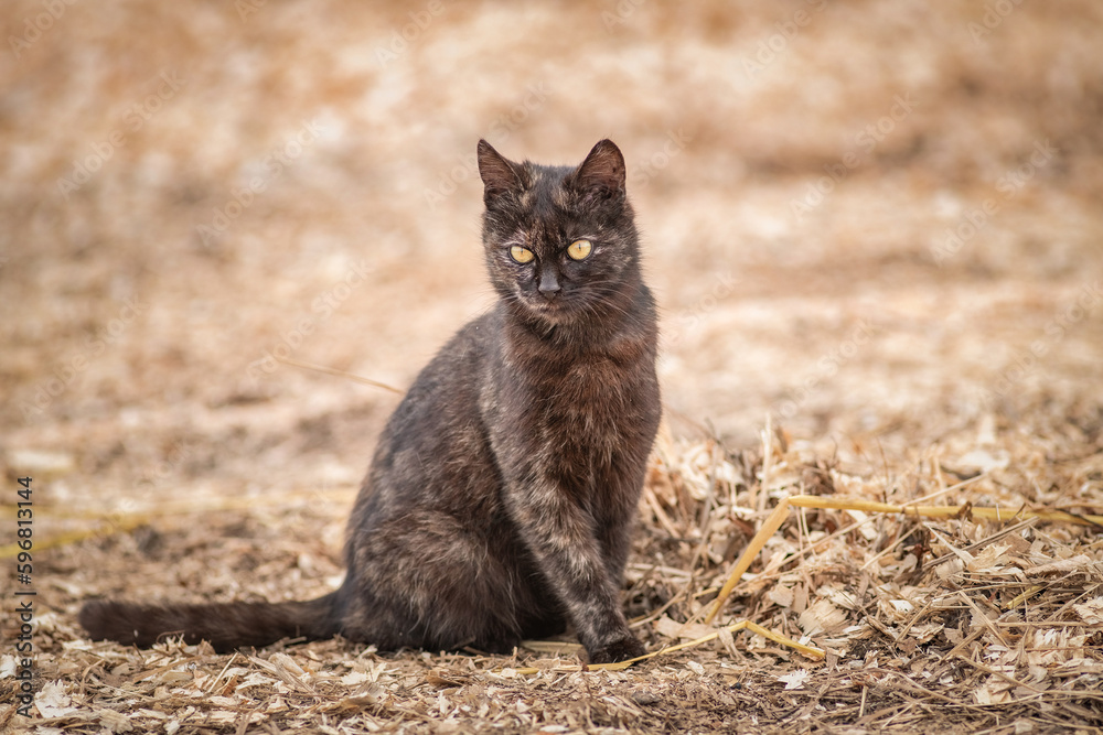 Portrait of a wild stray cat on a farm. Portrait of a wild stray cat on a farm.