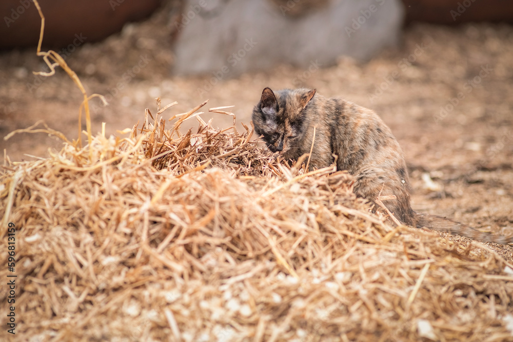 Portrait of a wild stray cat on a farm. Portrait of a wild stray cat on a farm.