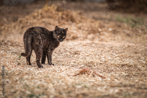 Portrait of a wild stray cat on a farm.