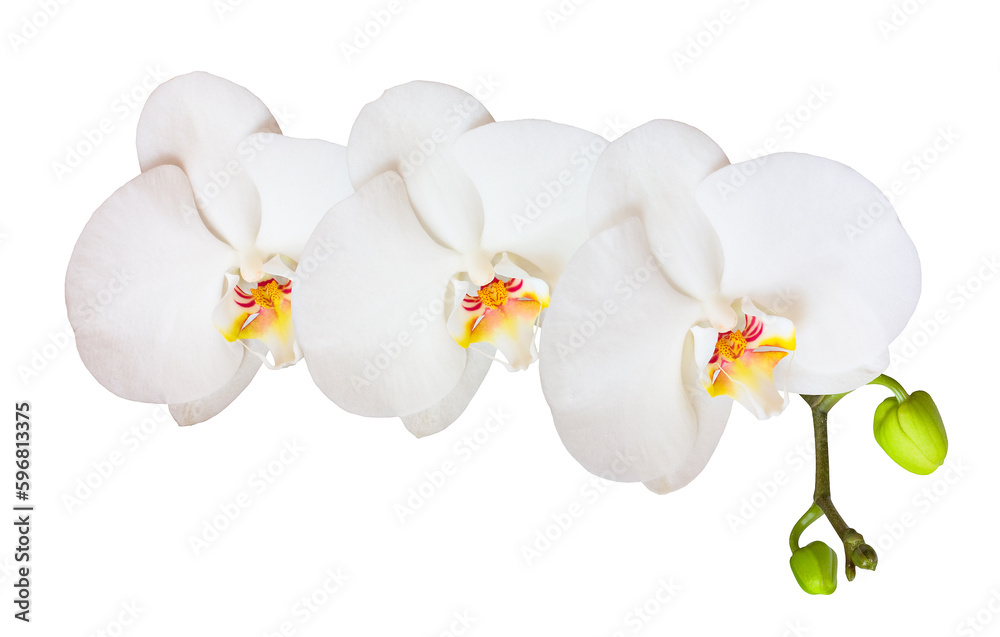 Fototapeta premium Branch with orchid white flowers isolated on white